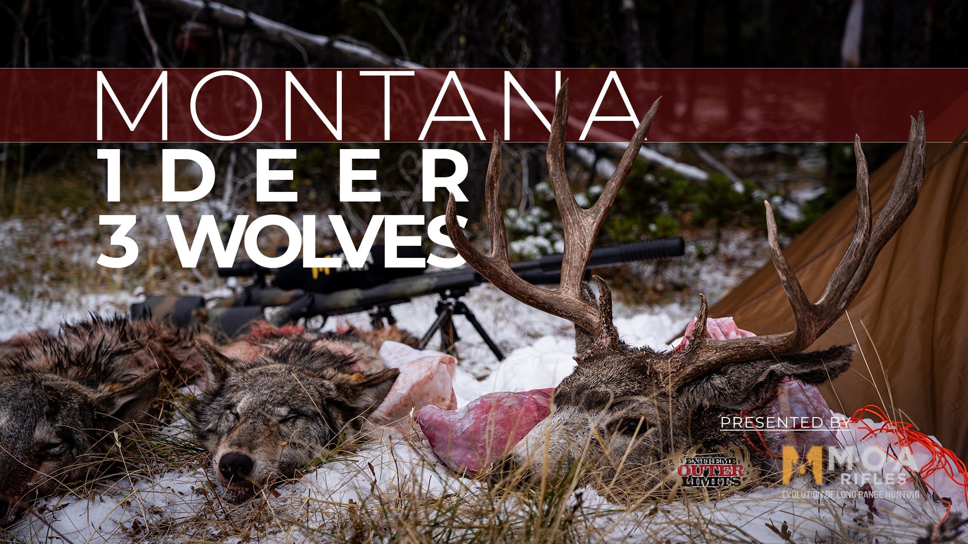 Montana Backcountry: One Mule Deer, Three Wolves